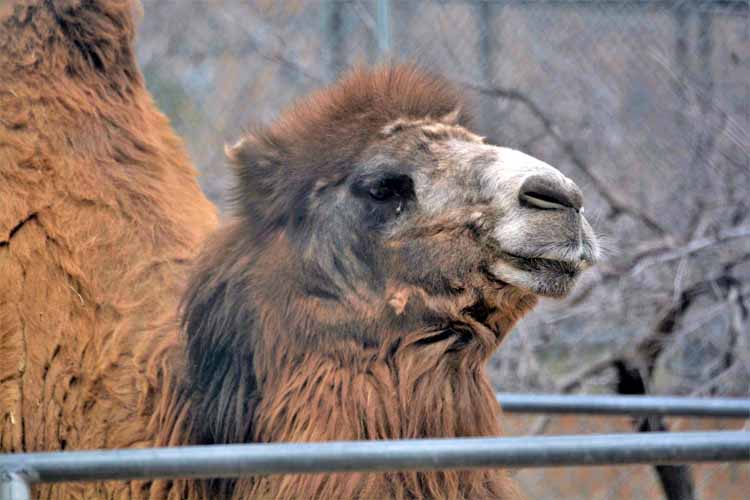 camel